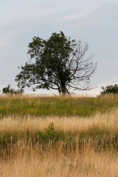 Tiro Árvore Solitária — Fotografia de Stock