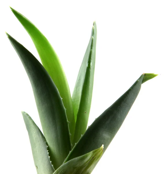 Κοντινή Θέα Από Φρέσκα Πράσινα Φύλλα Υφή Φόντου — Φωτογραφία Αρχείου