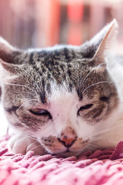 Thajská Kočka Ležící Doma Starožitním Filtrem Skladovými Fotografiemi — Stock fotografie