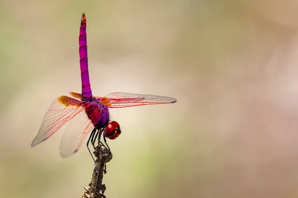 잠자리 Trithemis 오로라 이미지 — 스톡 사진