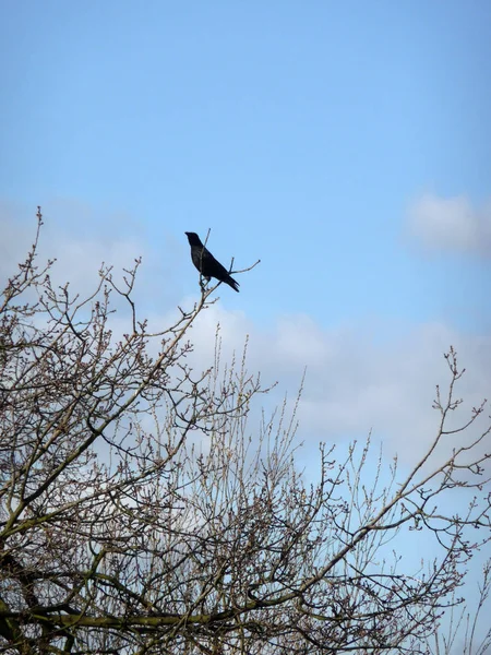 Corbeau Assis Sur Une Branche Dans Epping Forest — Photo