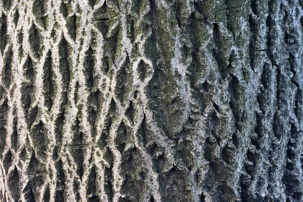 Textur Des Stammes Eines Alten Dicken Baumes — Stockfoto