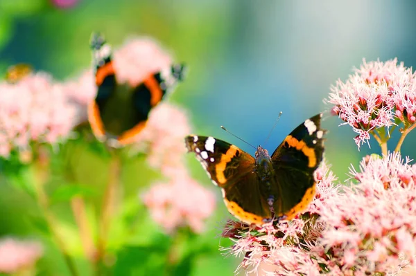 Imagem Brilhante Belas Butterflies Sentado Flor Pronto Para Decolar — Fotografia de Stock
