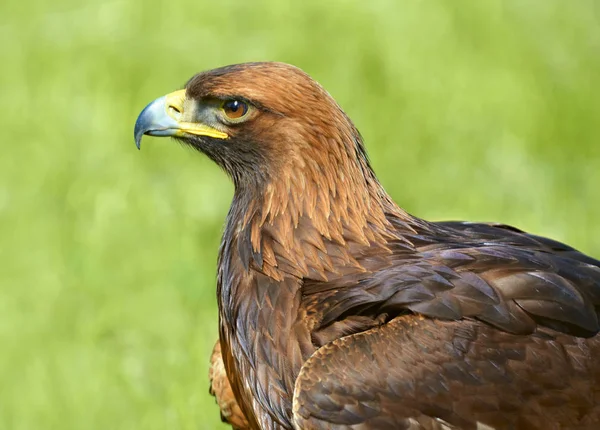 オオワシ Haliaeetus 緑の背景に東のワシの肖像画 — ストック写真