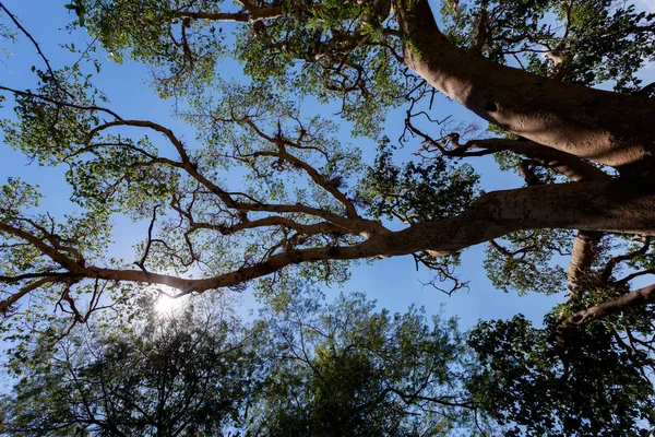 Cima Dell Albero Nel Parco Nazionale Chobe Botswana Africa — Foto Stock