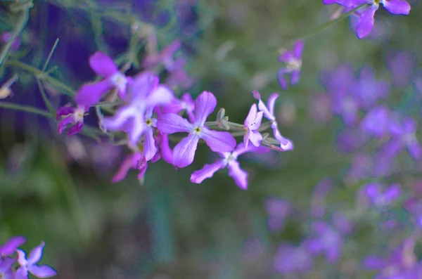 Нічні Квіти Фіолетовий Весняний Ніжний Фон Маттіоли Longipetala — стокове фото