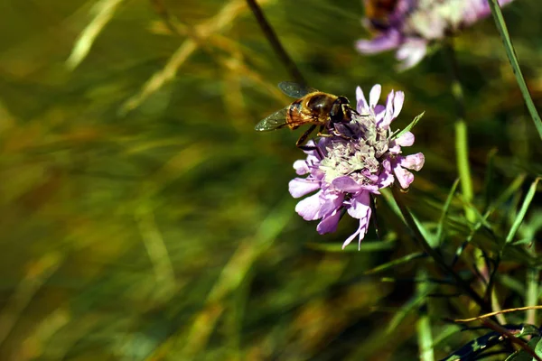 Biene Sitzt Sommer Polen Auf Einer Blume — Stockfoto