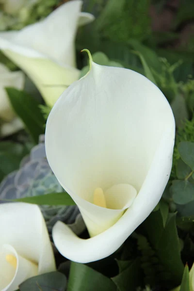 White calla lillies Stock Photos, Royalty Free White calla lillies Images |  Depositphotos
