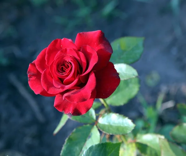 玫瑰芽在花园在自然绿色背景 — 图库照片