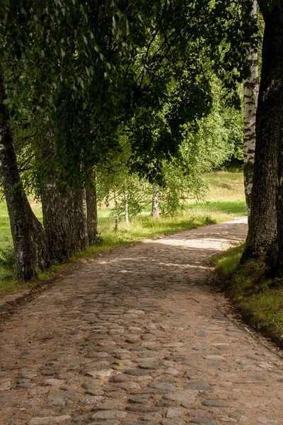 Yaz Ormanda Alan Yol Açmak — Stok fotoğraf