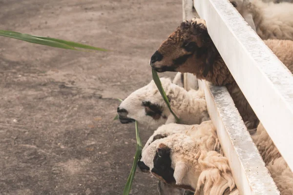 Beyaz Çit Kenarındaki Koyun Yeme — Stok fotoğraf