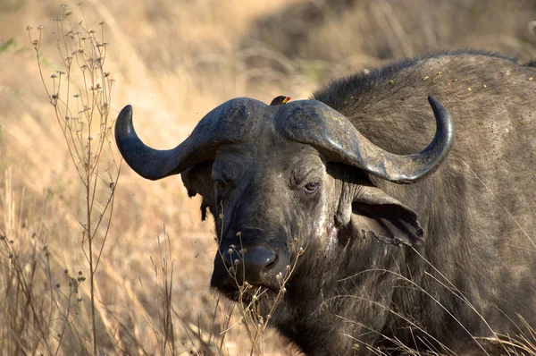 Velký Buvol Tanzanské Národní Rezervace — Stock fotografie