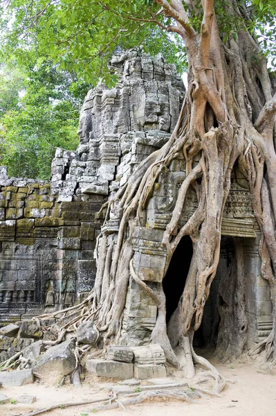 Bild Enorm Träd Sammanflätning Ingången Till Som Temple Unesco Världsarvslista — Stockfoto