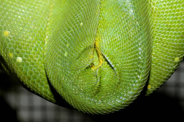 緑の木の Python 皮膚を閉じる — ストック写真
