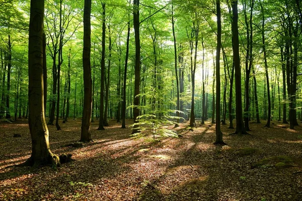 Vacker Morgon Skogen Polen — Stockfoto