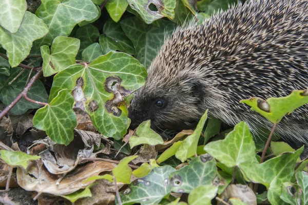 Giovane Riccio Cercando Cibo Intorno Giardino Inghilterra — Stockfoto