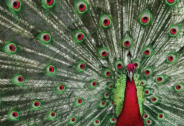 Pavo Real Con Sus Plumas Cola Exhibición Para Atraer Compañero —  Fotos de Stock