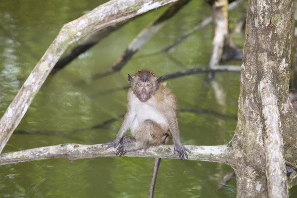 태국의 원숭이 — 스톡 사진