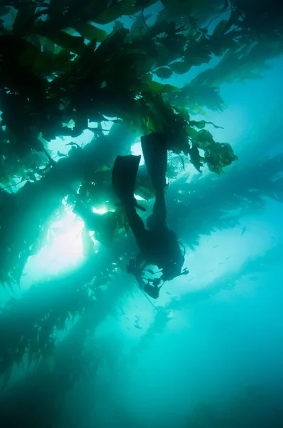 Potápěč Fotoaparátem Kelfu Normanských Ostrovů — Stock fotografie