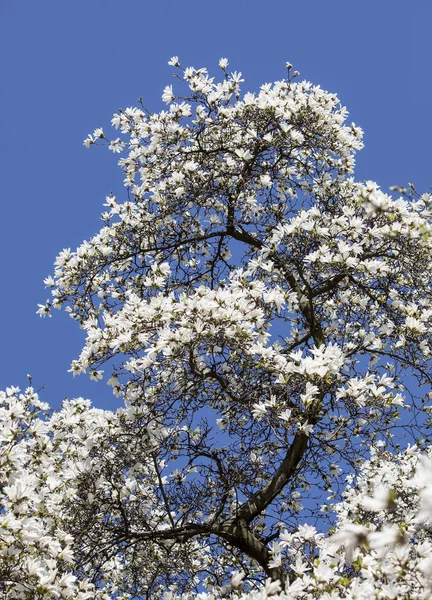 Магнолия Кобус Цветущее Дерево Белыми Цветами Фоне Голубого Неба — стоковое фото
