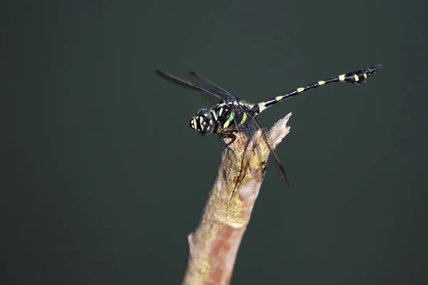 Imagen Gomphidae Dragonfly Ictinogomphus Decoratus Sobre Ramas Secas Insecto Animales —  Fotos de Stock