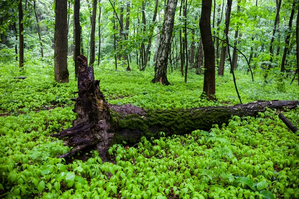 Зелений Літній Ліс Опалим Деревом Землі — стокове фото