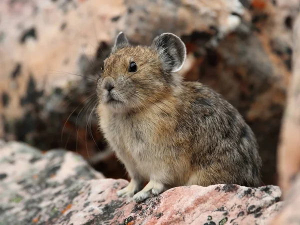 Pika Ochotona Princeps Bir Kaya Yığını Dışarı Bakıyor Jasper Ulusal — Stok fotoğraf