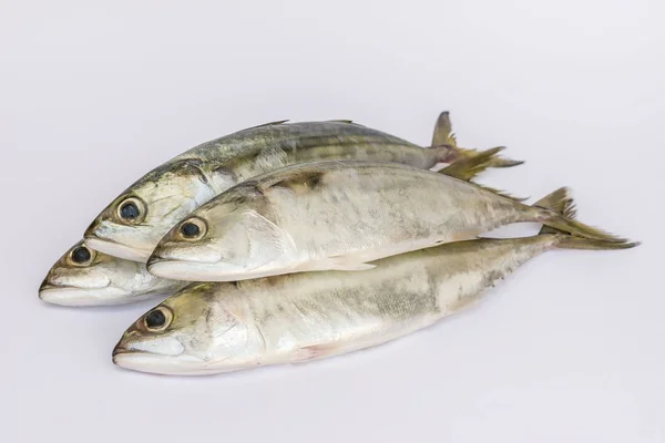 Fresh Indian Mackerel Fish White Background — Stock Photo, Image