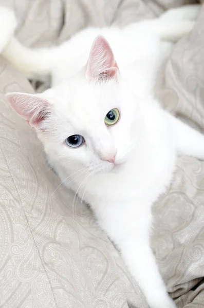 Portrait White Cat Different Eyes Blue Green — Stock Photo, Image