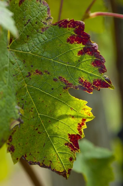 Achtergrondafbeelding Van Herfst Bladeren Bordeaux Vineyard — Stockfoto
