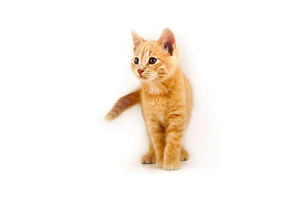 Beyaz Arka Planlı Bir Işık Kutusunda Alınan Turuncu Bir Kedi — Stok fotoğraf