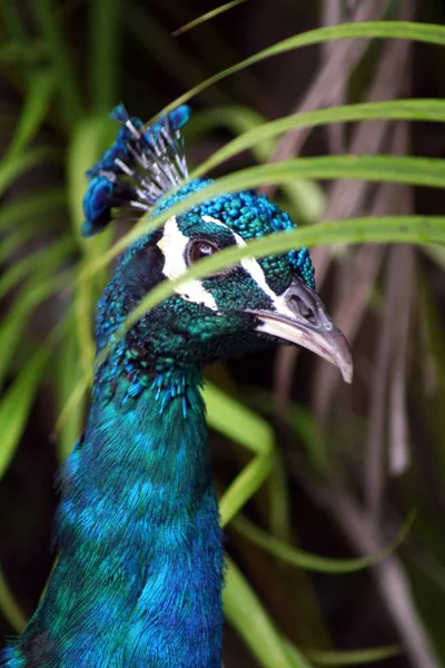 Pavo Real Macho Disfrutando Una Tarde Perezosa — Foto de Stock