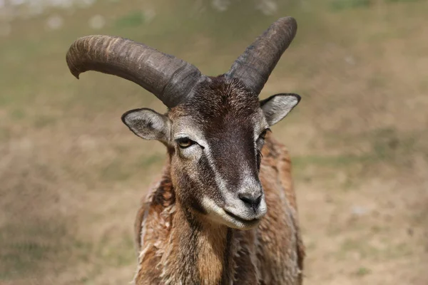 Mufflonfår Närbild Ansikte Och Horn — Stockfoto