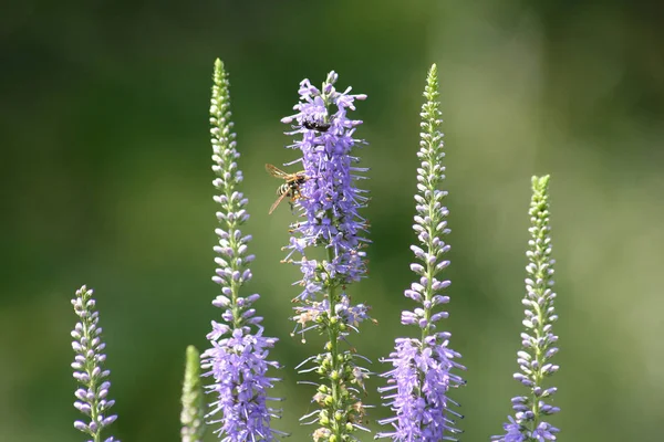 Insecten Bestuiven Blauwe Bloemen Namiddag — Stockfoto