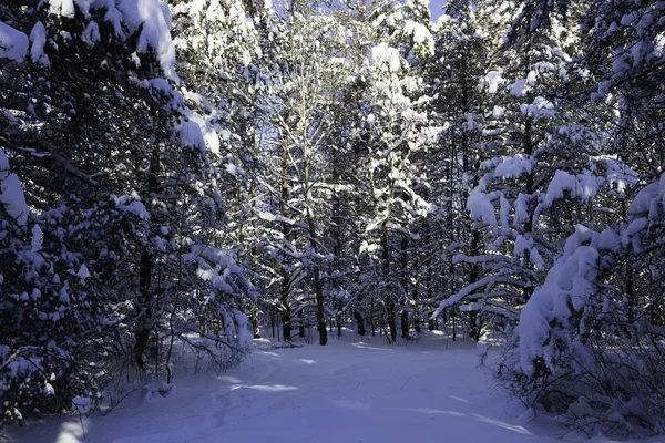 Cena Inverno Natureza Viagem — Fotografia de Stock