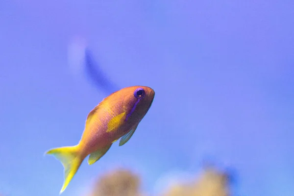 노란색 Lyretail Squamipinnis 암초에 물고기 — 스톡 사진