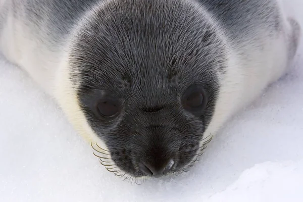 Filhote Foca Com Capuz Cystophora Cristata Ártico Canadense — Fotografia de Stock