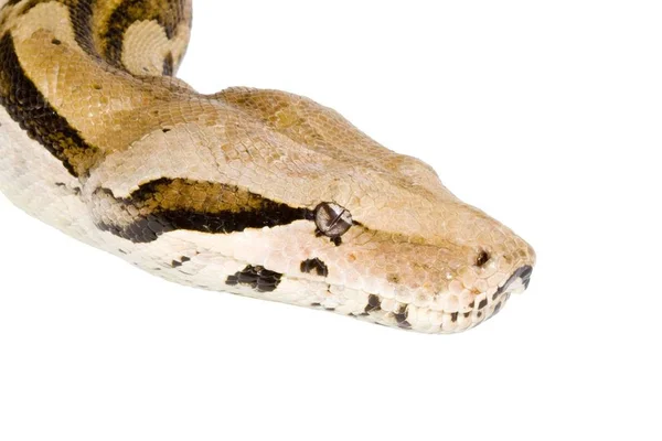 Kopf Einer Großen Erwachsenen Boa Constrictor Detail — Stockfoto