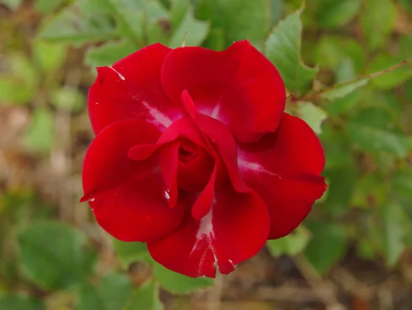 Minirose Vermelha Com Gota Água — Fotografia de Stock