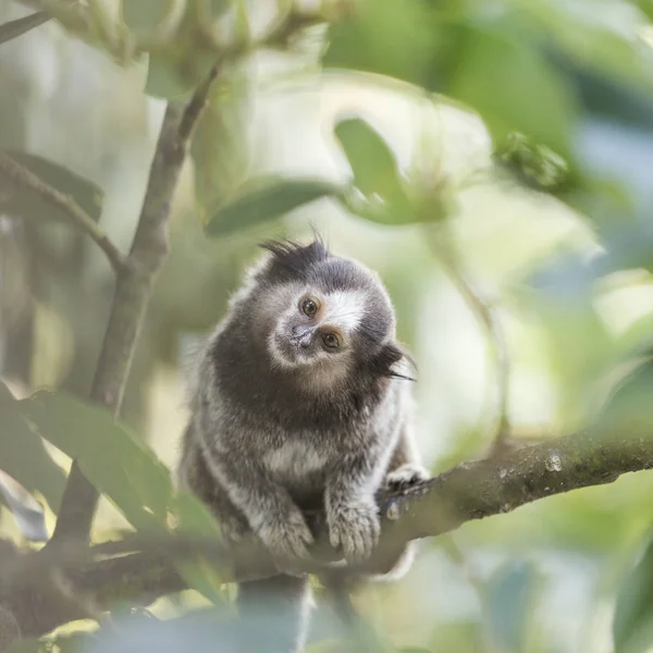 好奇心旺盛に見えるマーモセット猿 — ストック写真