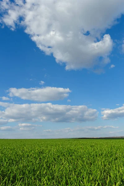 Grön Vete Fält Den Blå Molnig Himmel — Stockfoto