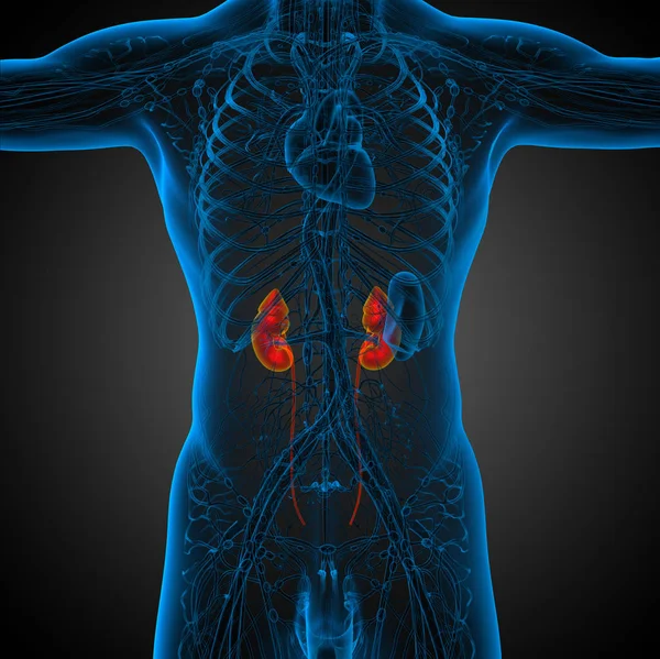 Göra Medicinsk Illustration Mänskliga Njure Framifrån — Stockfoto