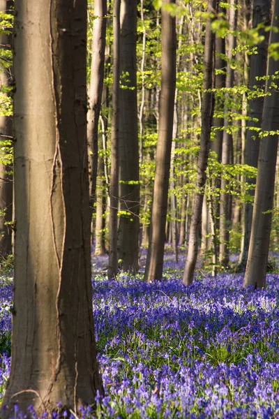Bluebells Blommor Våren Hallerbos Halle Belgien — Stockfoto