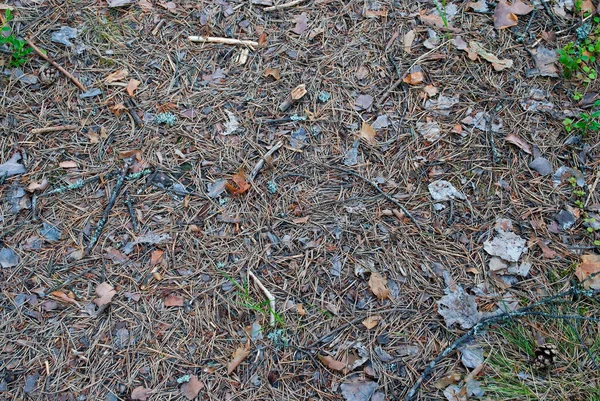 Hintergrund Aus Trockenen Blättern Tannennadeln Zweigen Und Ästen Auf Dem — Stockfoto