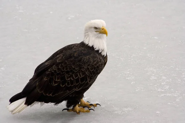 Regal Bald Eagle Donmuş Chilkat Nehri Buz Üzerinde Duruyor Pençeleri — Stok fotoğraf