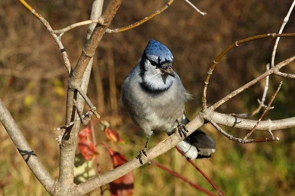 Bluejay Cyanocitta Cristataパーチメントまたは給餌 — ストック写真