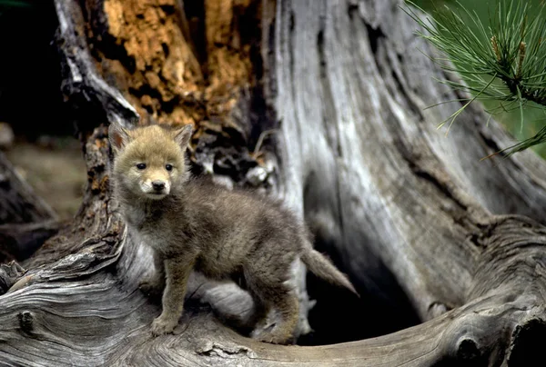 树底的好奇的土狼小狗 — 图库照片