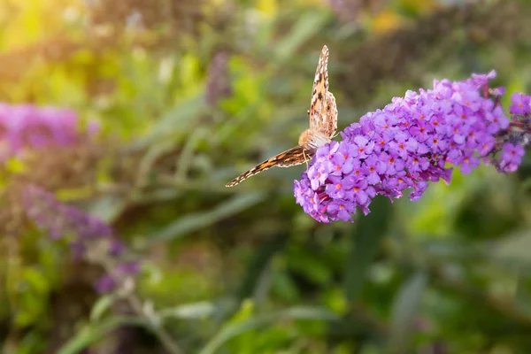 Senhora Pintada Borboleta Vanessa Cardui Alimentando Néctar Flor Buddleia Iluminada — Fotografia de Stock