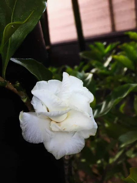 Closeup White Frangipani Blommor — Stockfoto