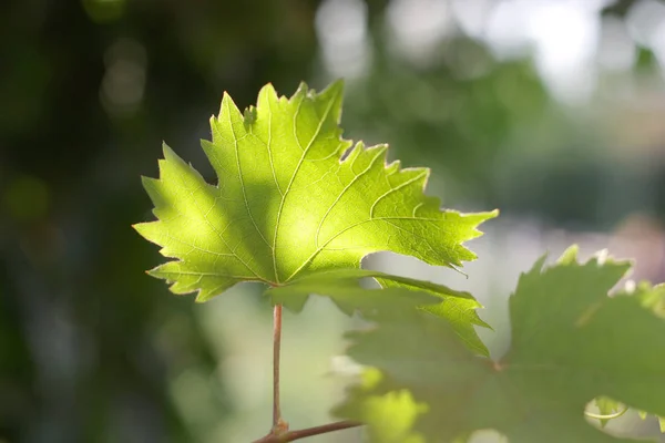 Hoja Vid Bajo Luz Del Sol Dof Poco Profundo — Foto de Stock